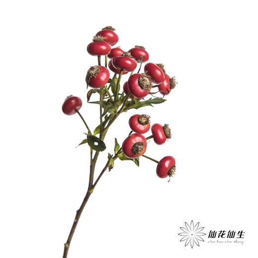 配果 | 蔷薇果（运输途中易掉果，介意慎拍） 商品图3