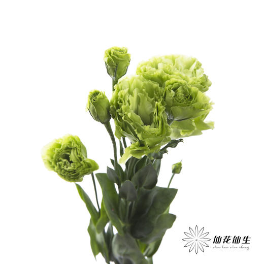 洋桔梗 | 翠绿色 商品图3