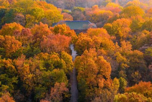 “六朝古都”秋韵丨栖霞山、灵谷寺、玄武湖、中山陵5天摄影团 商品图2