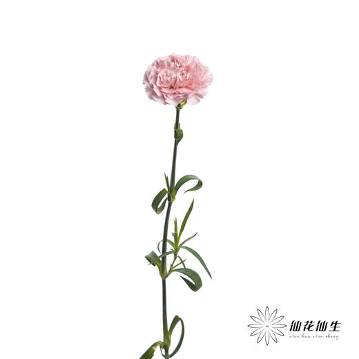 单头康乃馨 | 粉佳人 商品图3