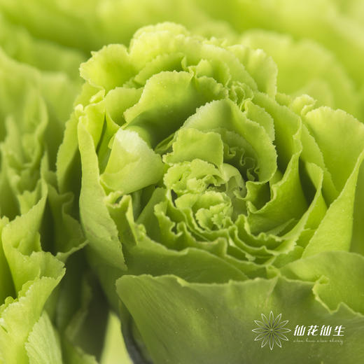 洋桔梗 | 翠绿色 商品图1