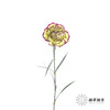 单头康乃馨 | 波西米亚 商品缩略图3
