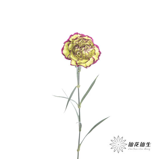 单头康乃馨 | 波西米亚 商品图3