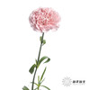 单头康乃馨 | 粉佳人 商品缩略图4