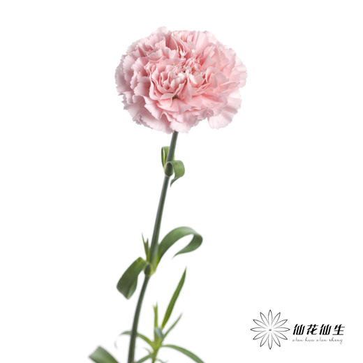 单头康乃馨 | 粉佳人 商品图4