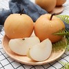 爆汁甜～【深州农场秋月梨】8-9头/原箱/约5斤，水嫩清脆，纯甜多汁 商品缩略图0