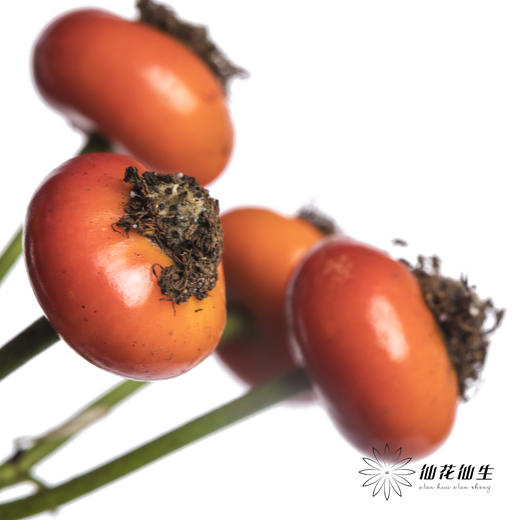 配果 | 蔷薇果（运输途中易掉果，介意慎拍） 商品图2
