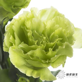 洋桔梗 | 翠绿色