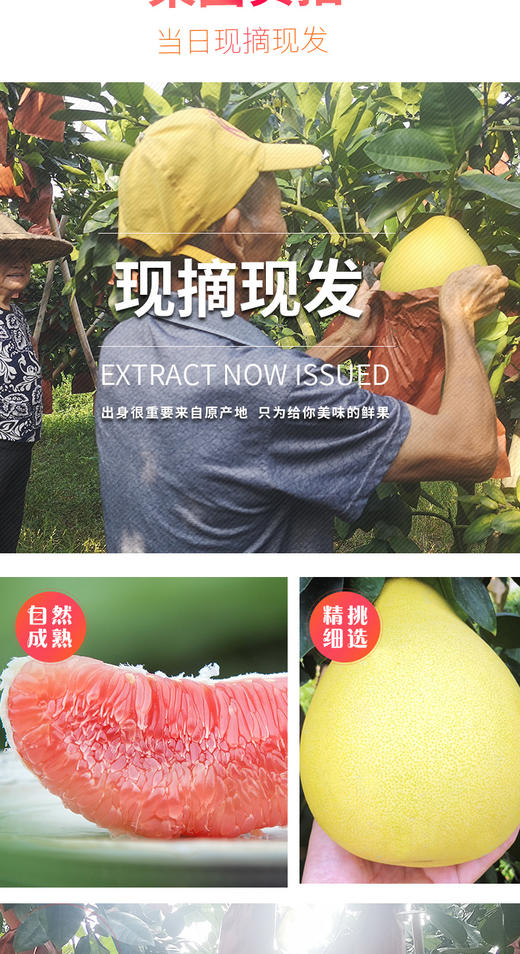 广西红心柚子（云南） 商品图1