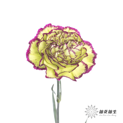 单头康乃馨 | 波西米亚 商品图5