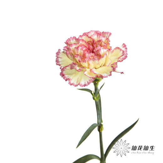 单头康乃馨 | 俏新娘 商品图1