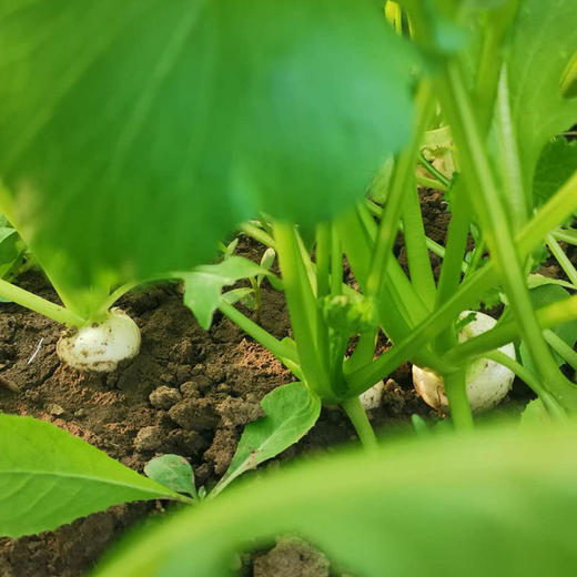 彩虹雨 有机蔬菜 有机小芜菁萝卜现摘250g 欧盟认证京津冀满百包邮 商品图3