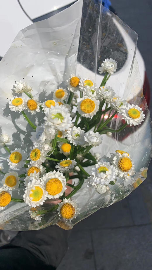 银包菊-若干枝/扎 - 阅花鲜花