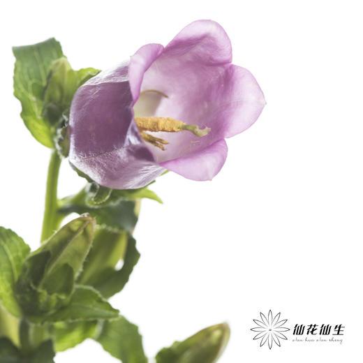 配花 | 风铃花粉色(季节原因,把头较小.介意慎拍) 商品图0