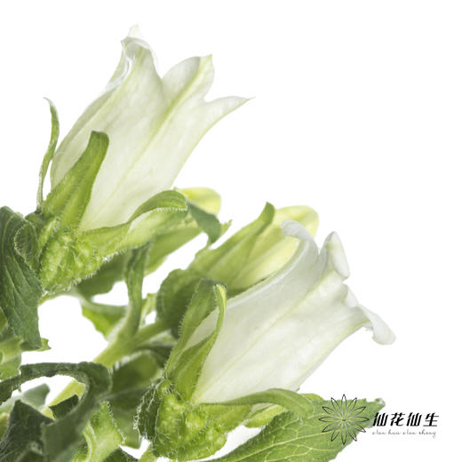 配花 | 风铃花白色(季节原因,把头较小.介意慎拍) 商品图1