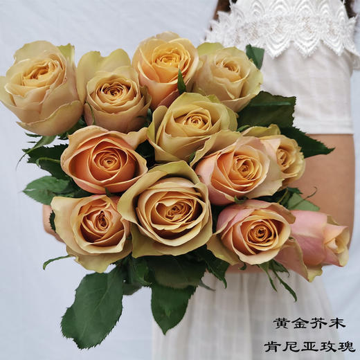 花园玫瑰|【黄金芥末】12支