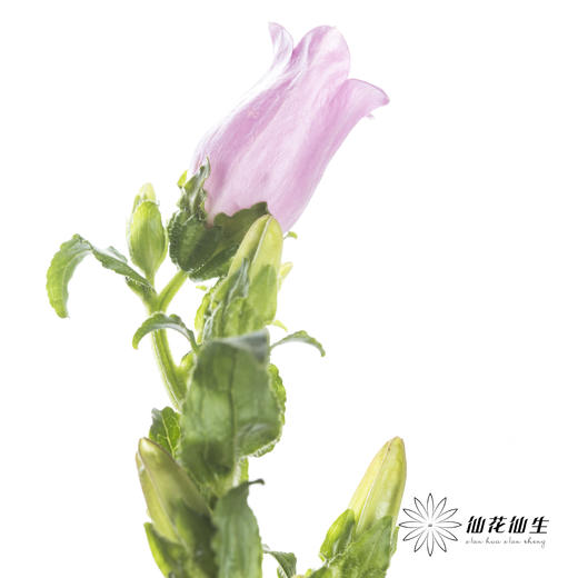 配花 | 风铃花粉色(季节原因,把头较小.介意慎拍) 商品图3