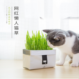 未卡猫草 澳洲天然进口猫草去毛球 懒人无土毛草