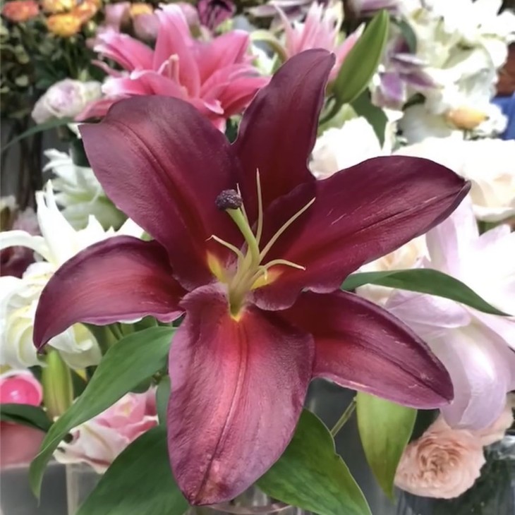 【昆明发货】 国产优质百合-紫帝2头(9-10枝),打包会裁剪长度,全国