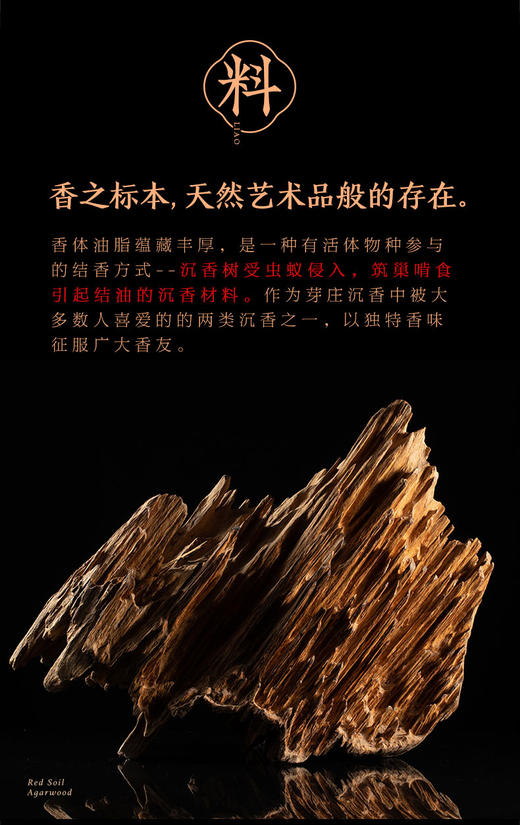 【大智慧】515芽庄虫漏 无粘压制 商品图2