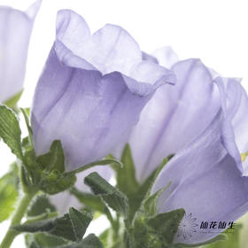 配花 | 风铃花浅紫(季节原因,把头较小.介意慎拍)