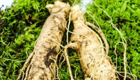 人参“鲜”着吃，补虚不上火！ 