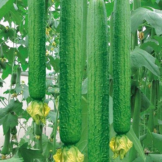 丝瓜新鲜丝瓜新鲜蔬菜