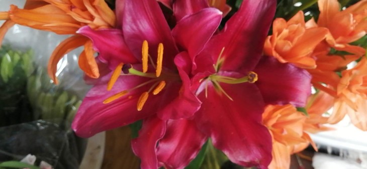 【昆明发货】 国产优质百合-紫帝2头(9-10枝),打包会裁剪长度,全国