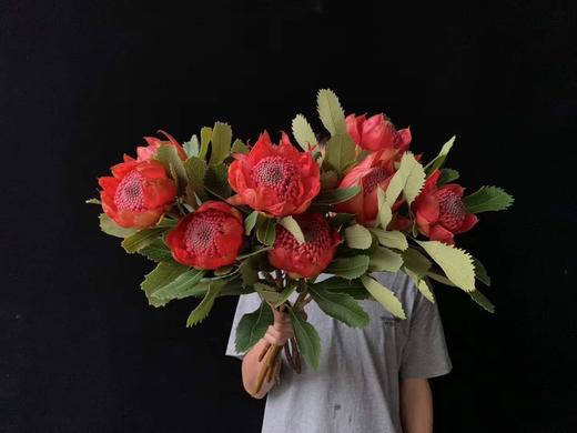 【贵族之花】海神花  单枝 商品图4