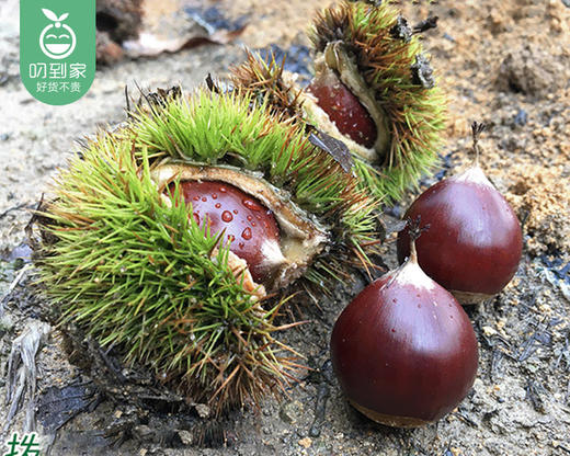 建瓯高山新鲜锥栗（大果，开口）/1份（500g±20g） 商品图2