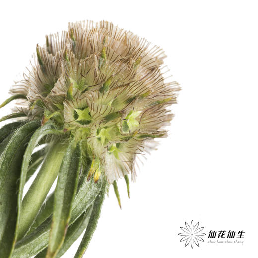 配果 | 风车果 商品图1