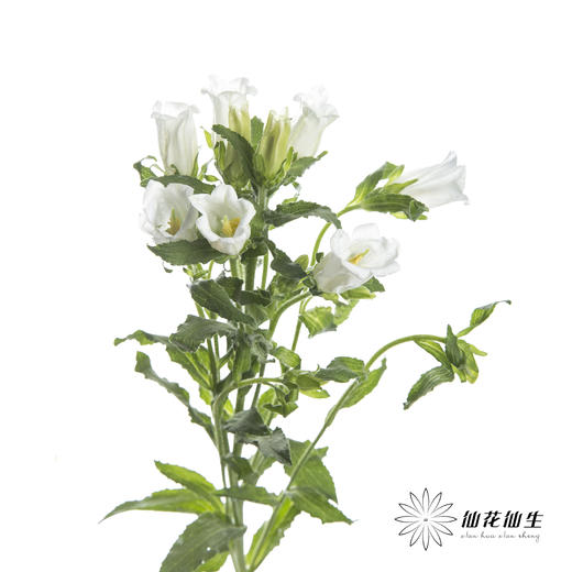 配花 | 风铃花白色(季节原因,把头较小.介意慎拍) 商品图3