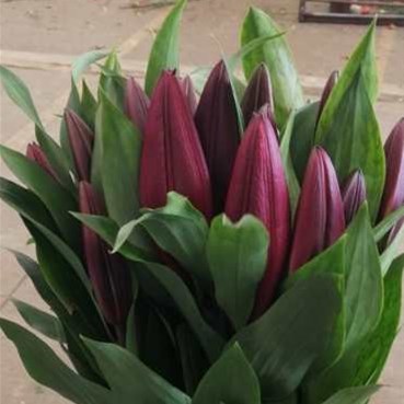 【昆明发货】 国产优质百合-紫帝2头(9-10枝),打包会裁剪长度,全国