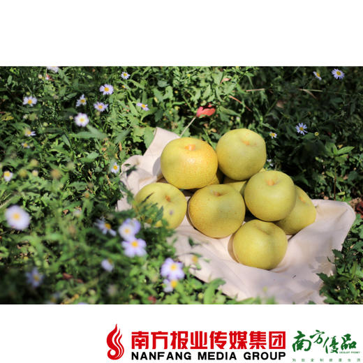 【全国包邮】安徽砀山酥梨  5斤±2两/箱（9个左右装）（72小时内发货） 商品图2