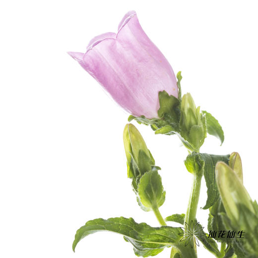 配花 | 风铃花粉色(季节原因,把头较小.介意慎拍) 商品图2