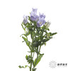 配花 | 风铃花浅紫(季节原因,把头较小.介意慎拍) 商品缩略图1