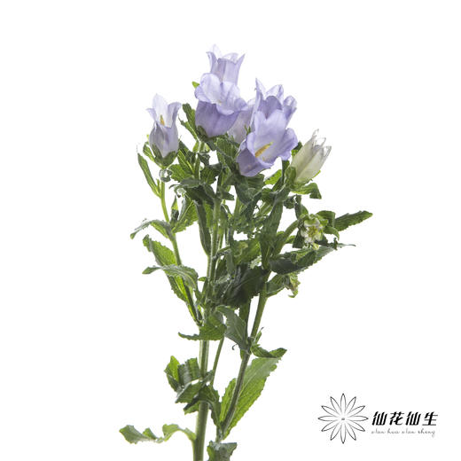 配花 | 风铃花浅紫(季节原因,把头较小.介意慎拍) 商品图1