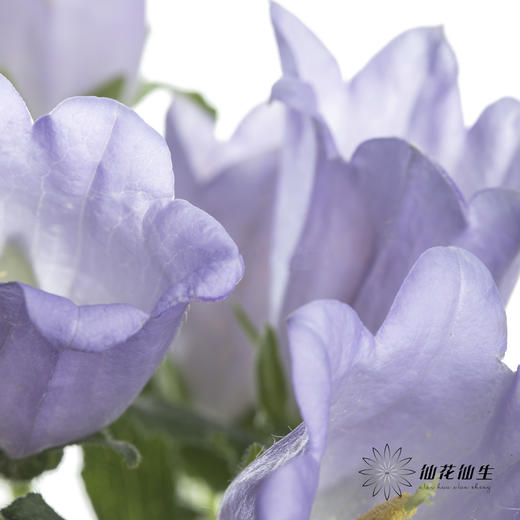 配花 | 风铃花浅紫(季节原因,把头较小.介意慎拍) 商品图2