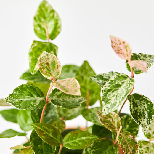 植小治花叶络石no028