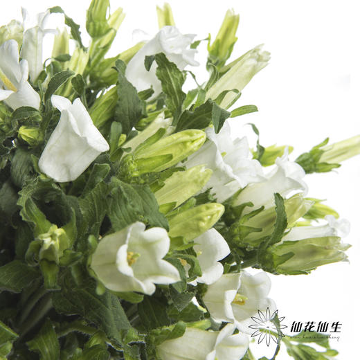 配花 | 风铃花白色(季节原因,把头较小.介意慎拍) 商品图2