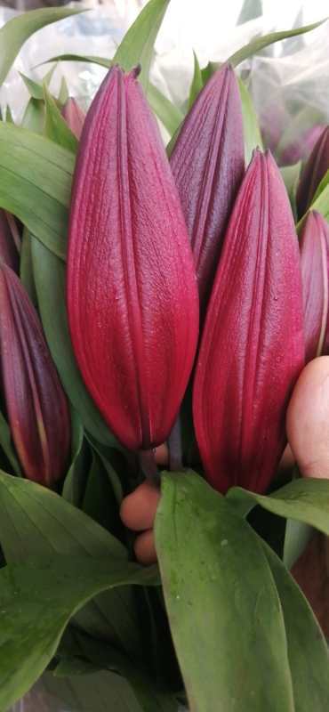 【昆明发货】 国产优质百合-紫帝2头(9-10枝),打包会裁剪长度,全国