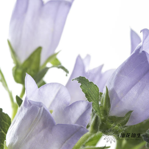 配花 | 风铃花浅紫(季节原因,把头较小.介意慎拍) 商品图3