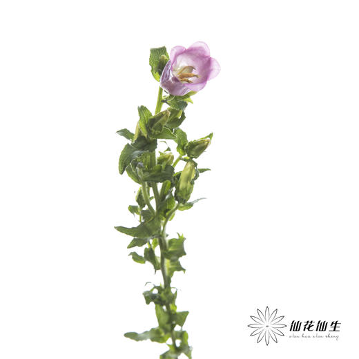 配花 | 风铃花粉色(季节原因,把头较小.介意慎拍) 商品图1