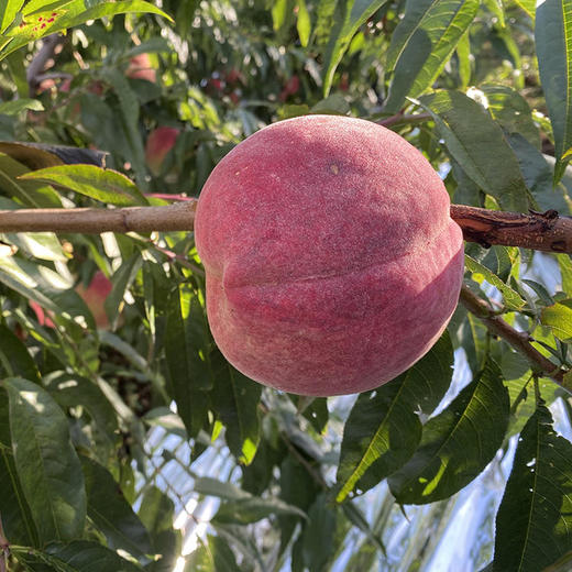 大凉山雪桃,个大脆甜,馈赠佳品