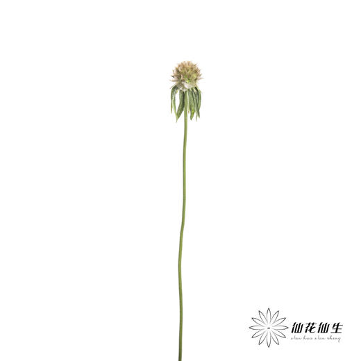 配果 | 风车果 商品图3