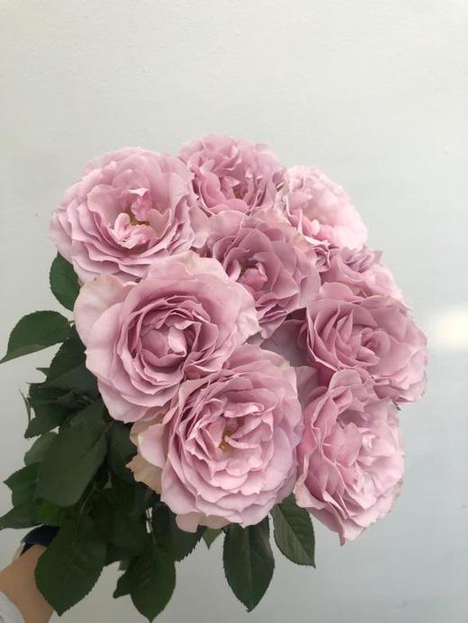 方德玫瑰嘉荷柯赛特75公分10支扎