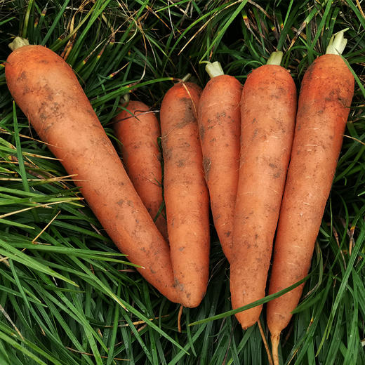 带泥的胡萝卜500g