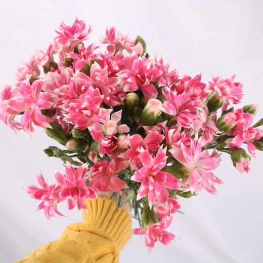 多头康乃馨·粉色星太子 商品图1