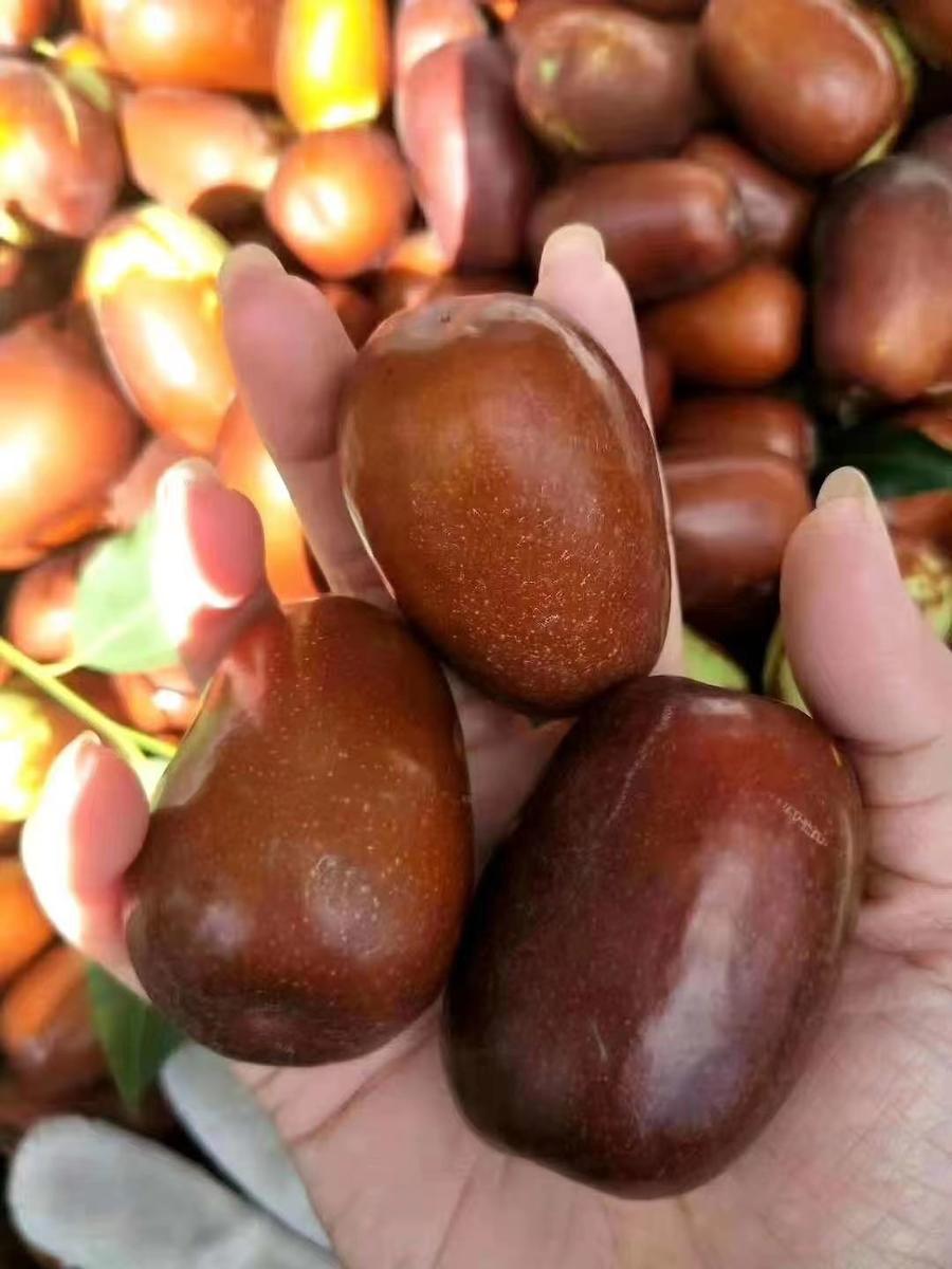 山西名特产【太谷壶瓶枣】