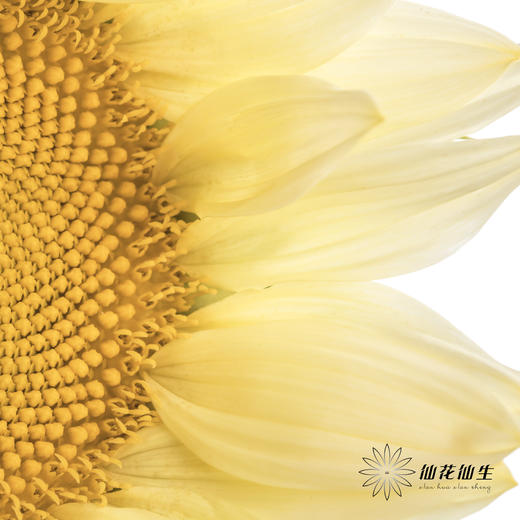 向日葵 |  奶油黄心 商品图2